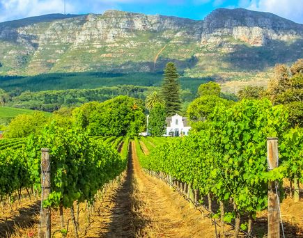 Eine weite Aufnahme von Weinbergen in Stellenbosch, Südafrika, mit Reihen von Rebstöcken, die sich bis zu den Bergen am Horizont erstrecken.