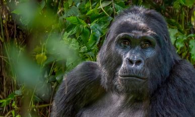 Uganda - Im Land der Berggorillas  & Schimpansen