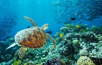 Welterbe Great Barrier Reef