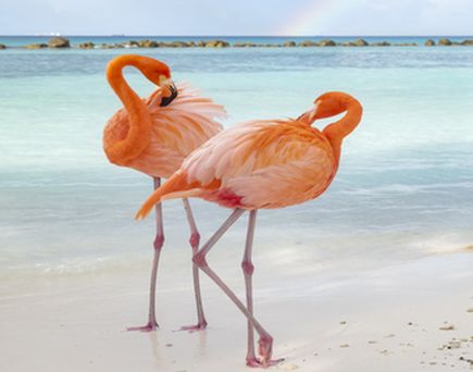 Karibik Flamingos