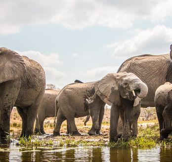 Elefantenherde am Flussufer