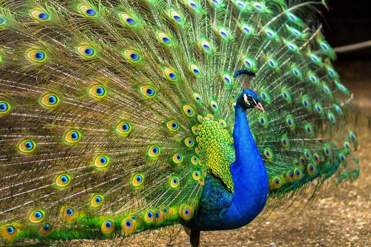 Ein Pfau mit geöffnetem Schwanz.