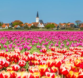bunte Blumenwiese in den Niederlanden Texel