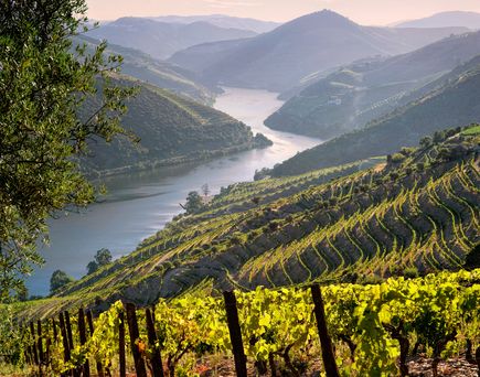 Ausflugsboote bringen Sie stromaufwärts zu den Weinbergen 