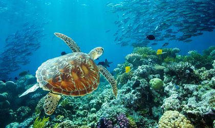 Welterbe Great Barrier Reef