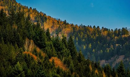 Eine Landschaft mit Bäumen in Herbstfarben und einem See.