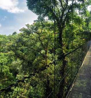 Eine Hängebrücke, die sich durch einen dichten Wald erstreckt.