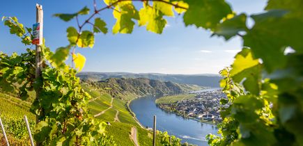 Blick auf die Mosel von der Höhe von einem Weinberg