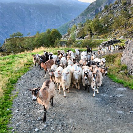 Eine Herde Ziegen überquert die Strasse