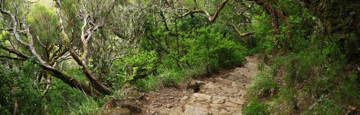 Wanderweg, umgeben von Wald und Bäumen.
