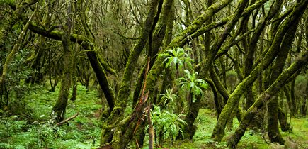 Pauschalreisen La Gomera