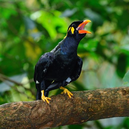 Vogel im Regenwald von Singapur