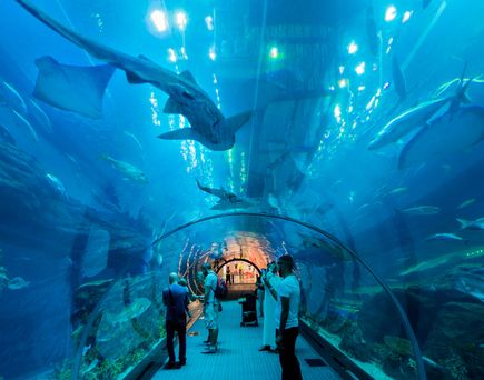 Dubai Mall Aquarium