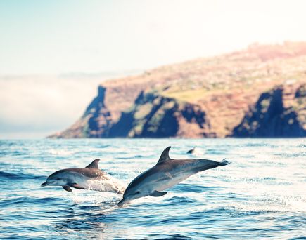 Madeira Delfinbeobachtung