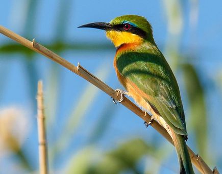 Vogel auf Ast in Afrika