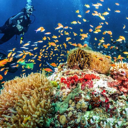 Unterwasserwelt Malediven