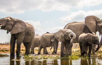 Eine Herde Afrikanischer Elefanten, darunter ein Jungtier, wandert durch die goldene Savannenlandschaft des Krüger-Nationalparks.