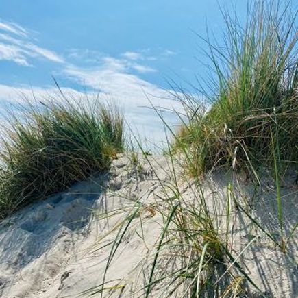 Föhr Strand Gras