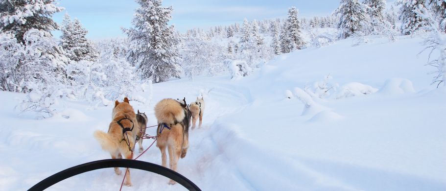 Hundeschlitten in Lappland