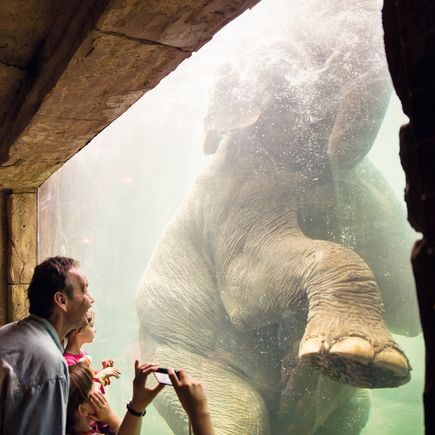 Leipzig Zoo Familienurlaub Menschen beobachten einen Elefanten beim Baden