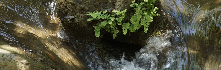Blick auf einen kleinen Wassertrudel, etwas Grünzeug ist dabei zu sehen.
