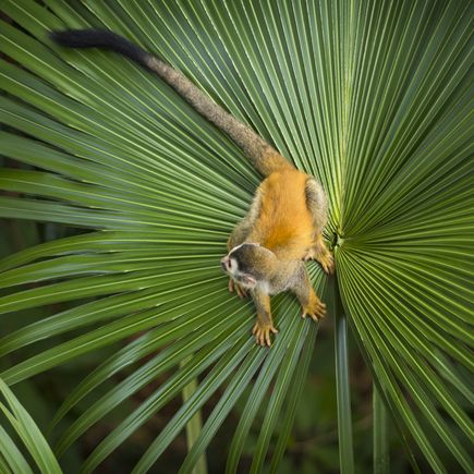 Totenkopfaffe auf Palmblatt