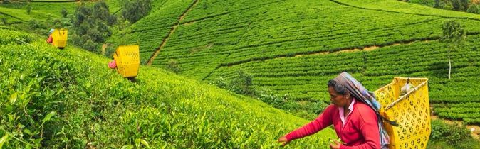 Teeplantagen Sri Lanka