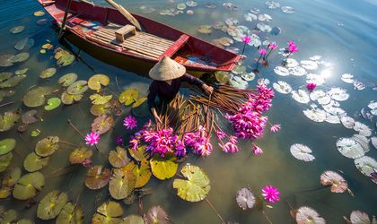 Seerosen in Hanoi
