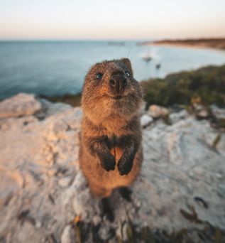 Ein Quokka steht auf seinen Hinterbeinen auf einem Felsen am Meer und richtet sich auf in Australien. Der Hintergrund ist unscharf.