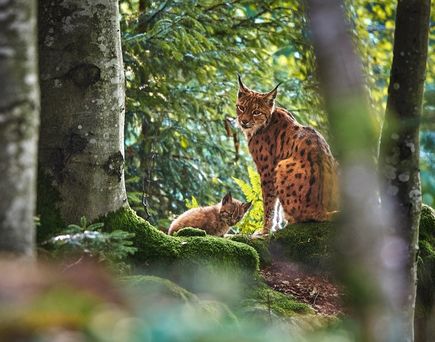 Luchsmutter mit Baby im Nationalpark Bayerischer Wald