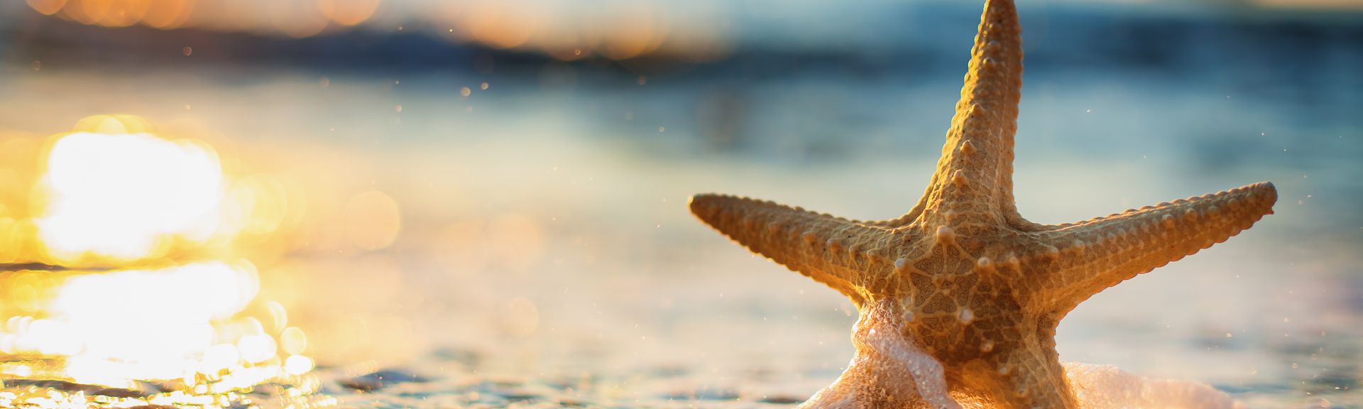  Eine einzelne Seesterne liegt am Strand im seichten, schäumenden Wasser, während die Sonne am Horizont untergeht und einen goldenen Schimmer auf das Wasser wirft.