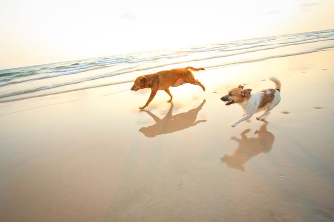 Familienurlaub Hund Deutschland Zwei Hunde am Strand