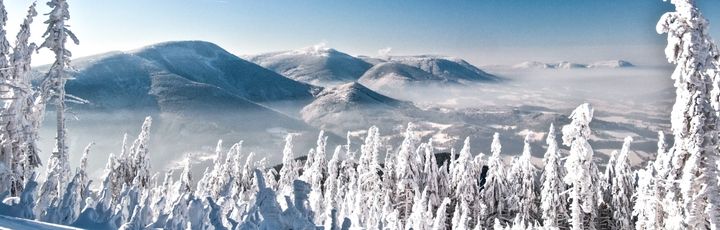 Schneebedeckte Baumwipfel Landschaft