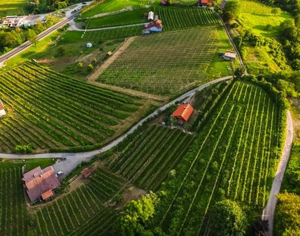 Eine hügelige Landschaft mit Weinbergen.