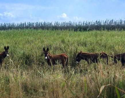 Eine Gruppe von Eseln in einem Naturpark.