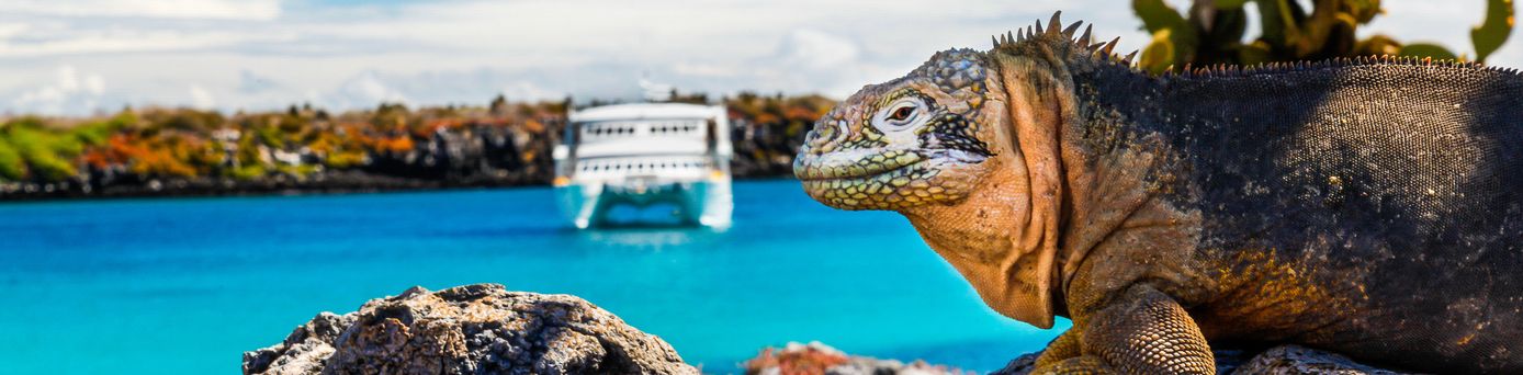  Leguan auf den Galápagos-Inseln