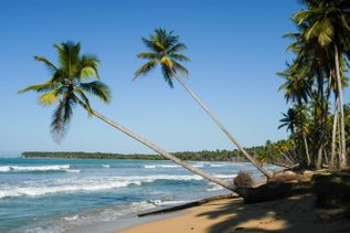 Playa Bonita Palmen am Strand ragen ins Wasser.
