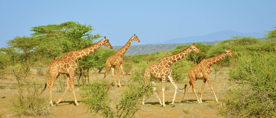 Giraffen durchstreifen den Krüger-Nationalpark 