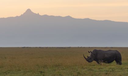 Panorama Blick auf den Mount Kenya davor ein Nashorn