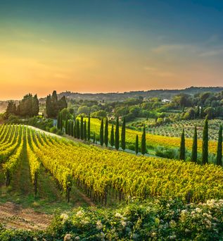 Landschaft in der Toskana in Italien mit Weinbergen und grüner Landschaft