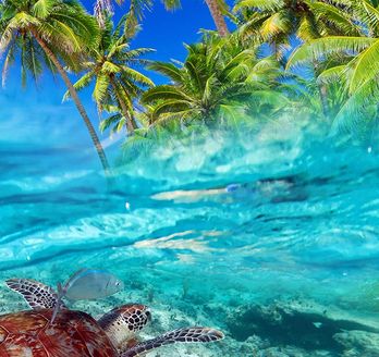 Schildkröte im Meer vor Isla Cozumel