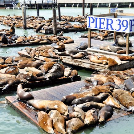 San Francisco Pier 39
