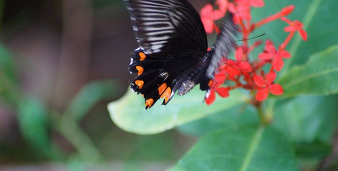 ein schwarzer Schmetterling auf grünem Blatt mit roten Blüten