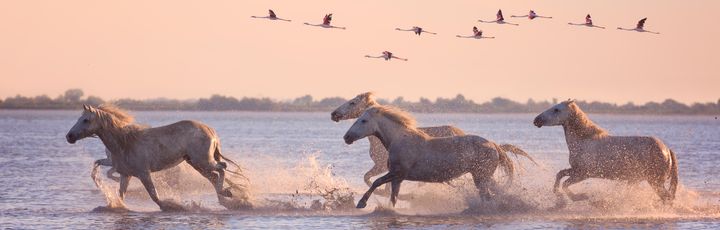 Camargue Pferde mit fliegenden Möwen