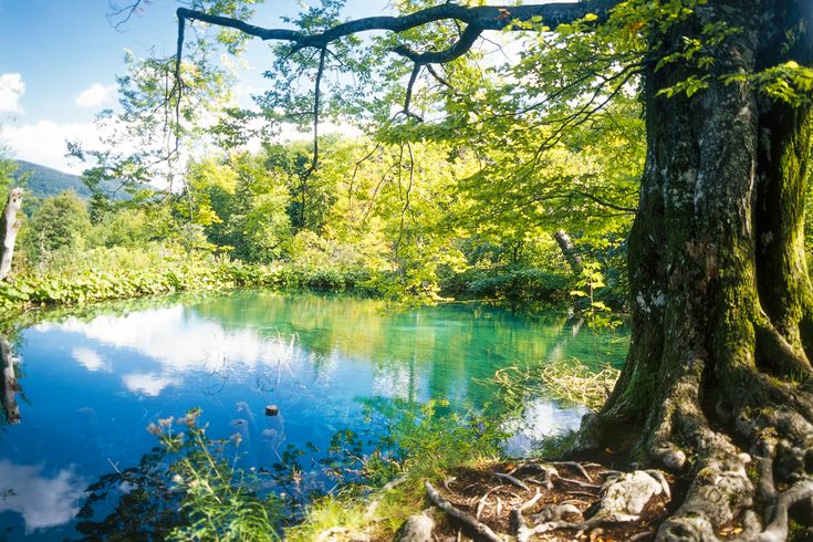 Ein Wasserfall in einer grünen Landschaft.