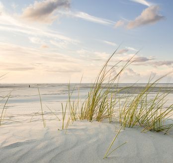 Ein Sandstrand mit Gras und einem Sonnenuntergang.
