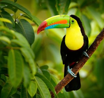 Toucan Vogel sitzt auf einem Ast