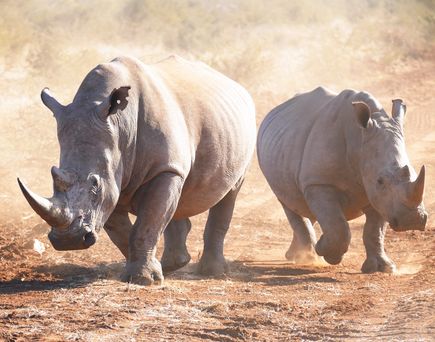 Ein Weißes Nashorn grast friedlich in einer weiten, trockenen Savannenlandschaft.
