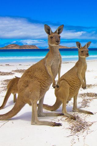 Kängurus in Australien am Strand