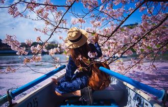 Kirschbluete Japan